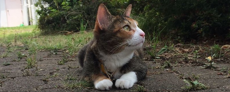 秋葉さん家のちくわ